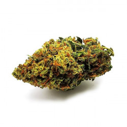 Amnesia Haze CBD 22% 10g